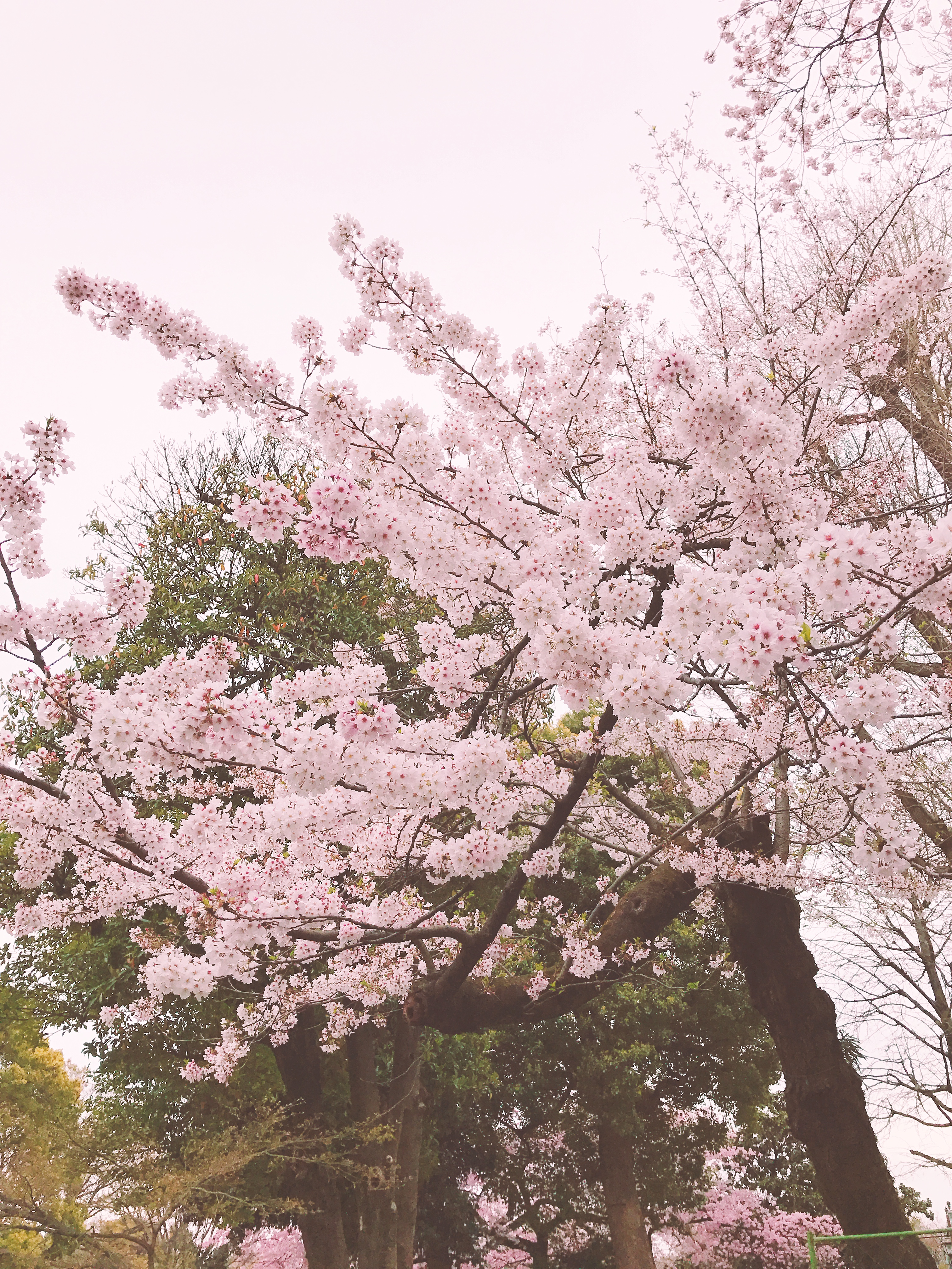 綺麗な桜を見る為に上野公園にお花見に行ってきました！