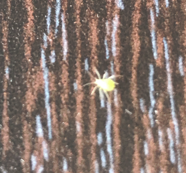ダニ 蜘蛛 家に黄緑色の小さな虫が大量発生 いったい何物 ふたりくらし